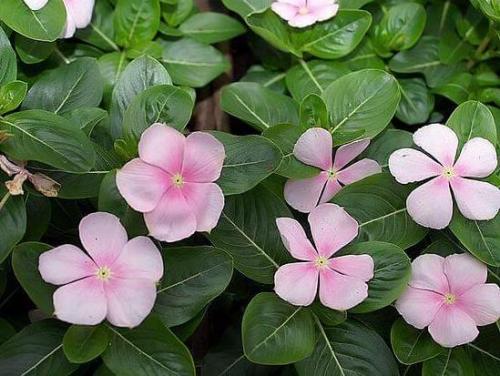 Барвинок, как ампельное растение в кашпо. Барвинок - фото, посадка и уход в открытом грунте, описание, размножение 29