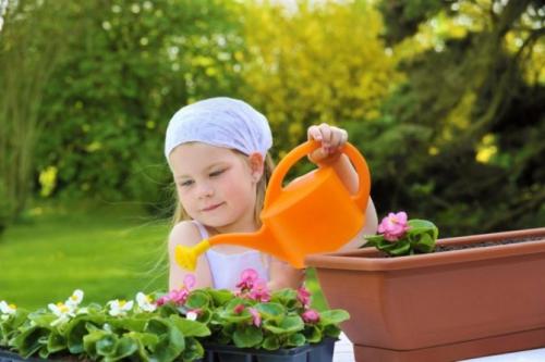 Катарантус ампельный титан. Особенности выращивания в помещении