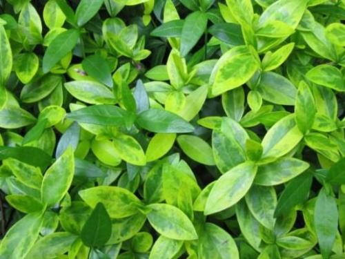 Барвинок, как ампельное растение в кашпо. Барвинок - фото, посадка и уход в открытом грунте, описание, размножение 01