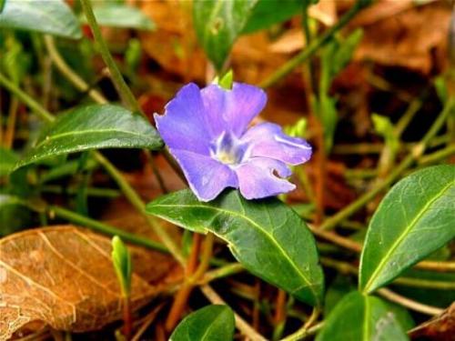 Барвинок, как ампельное растение в кашпо. Барвинок - фото, посадка и уход в открытом грунте, описание, размножение 02