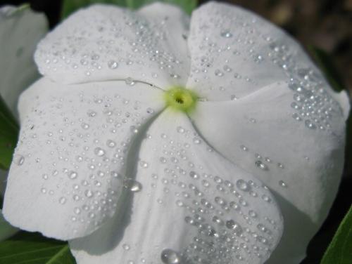 Барвинок, как ампельное растение в кашпо. Барвинок - фото, посадка и уход в открытом грунте, описание, размножение 26