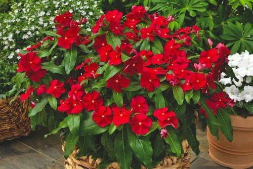 Катарантус кустовой. Катарантус (60 фото): виды, посадка, уход и выращивание