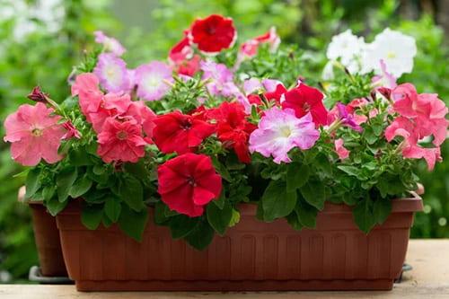 Как выбрать семена петунии. Выращивание петуний начинается с правильной покупки —, как выбрать семена петуний 04