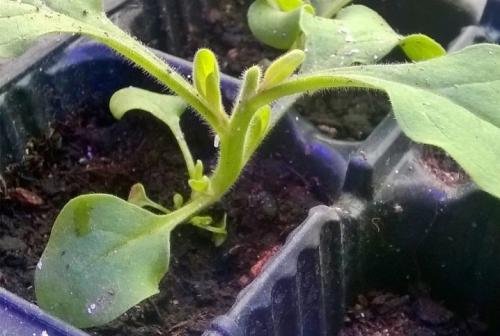 5 самых мощных ампельных петуний. Различия между ампельными и каскадными петуниями 17 5 самых мощных ампельных петуний. Различия между ампельными и каскадными петуниями 17