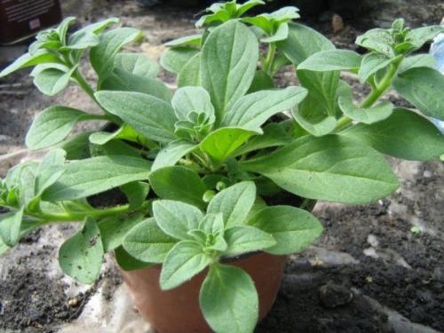 5 самых мощных ампельных петуний. Различия между ампельными и каскадными петуниями 18 5 самых мощных ампельных петуний. Различия между ампельными и каскадными петуниями 18