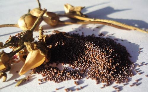 Можно ли собрать семена с гибридов петунии. Семена петунии