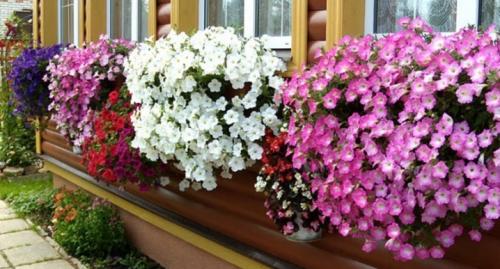 Бахромчатые петунии. Петуния грандифлора: особенности, виды и выращивание