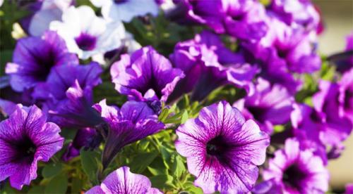 Необычные сорта петунии. По другим характеристикам