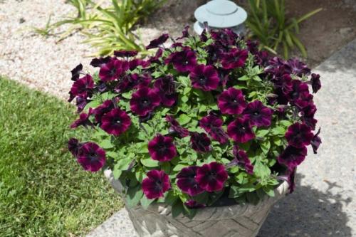 5 самых мощных ампельных петуний. Различия между ампельными и каскадными петуниями 12 5 самых мощных ампельных петуний. Различия между ампельными и каскадными петуниями 12