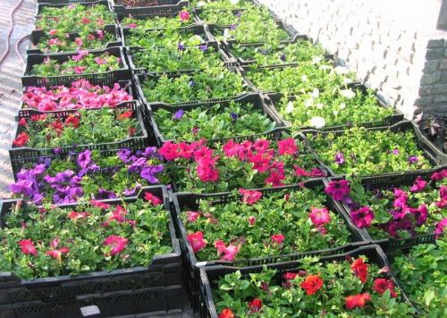 Как выбрать семена петунии. Выращивание петуний начинается с правильной покупки —, как выбрать семена петуний