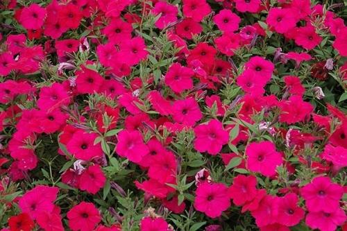 Петуния Тайдал: описание сорта