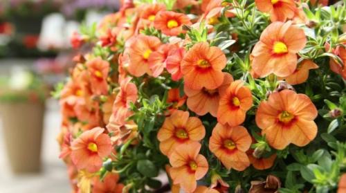 Сорта петунии не требующие прищипки. Как правильно прищипывать петунию, чтобы она была пышной?