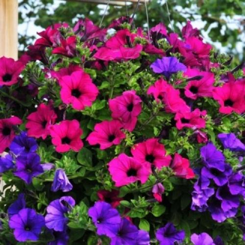 5 самых мощных ампельных петуний. Различия между ампельными и каскадными петуниями 02 5 самых мощных ампельных петуний. Различия между ампельными и каскадными петуниями 02