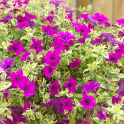 5 самых мощных ампельных петуний. Различия между ампельными и каскадными петуниями 01 5 самых мощных ампельных петуний. Различия между ампельными и каскадными петуниями 01