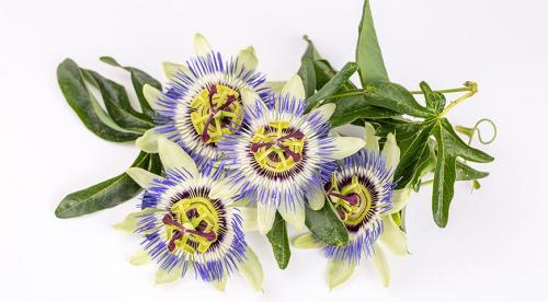 Вьющиеся комнатные растения: фото и названия 03