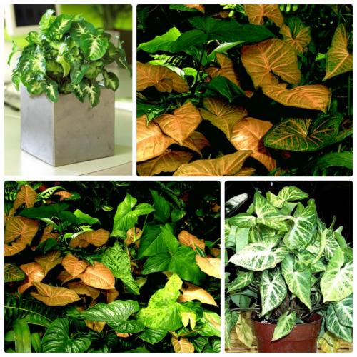 Название вьющиеся комнатные растения. Вьющиеся комнатные растения: применение в домашних условиях, на участке, в саду и в ландшафтном дизайне (130 фото)