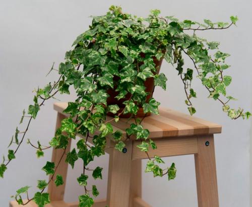 Название вьющиеся комнатные растения. Вьющиеся комнатные растения: применение в домашних условиях, на участке, в саду и в ландшафтном дизайне (130 фото)