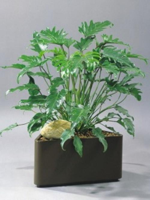 Вьющиеся комнатные растения: фото и названия 24