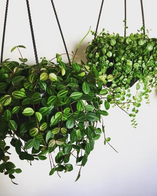 Ампельный. Ампельные растения –, что это 07 Ампельный. Ампельные растения –, что это 07