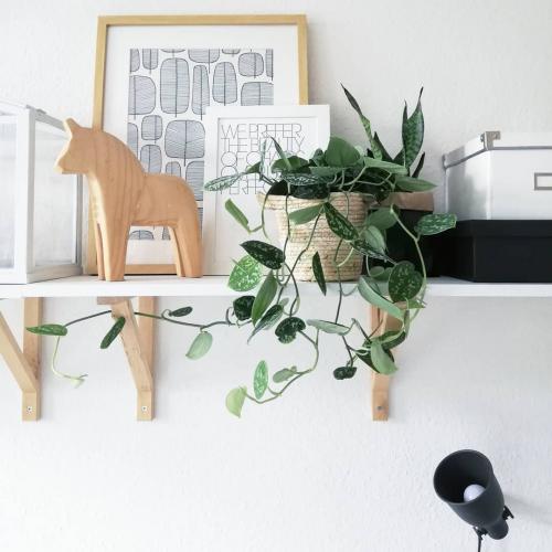 Ампельный. Ампельные растения –, что это 06 Ампельный. Ампельные растения –, что это 06