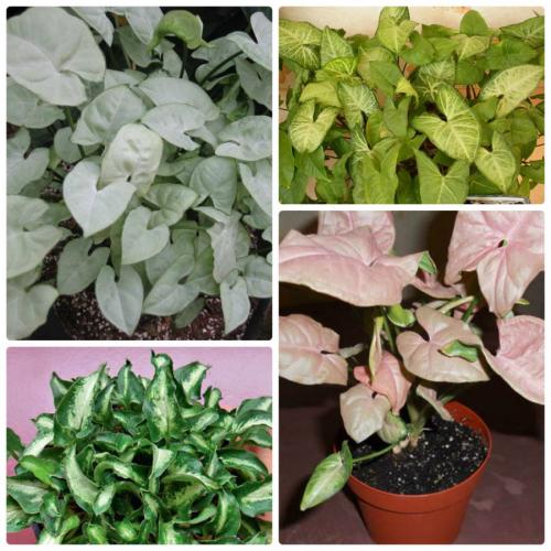 Название вьющиеся комнатные растения. Вьющиеся комнатные растения: применение в домашних условиях, на участке, в саду и в ландшафтном дизайне (130 фото)