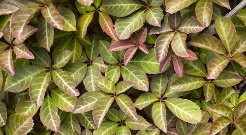 Вьющиеся комнатные растения: фото и названия 02