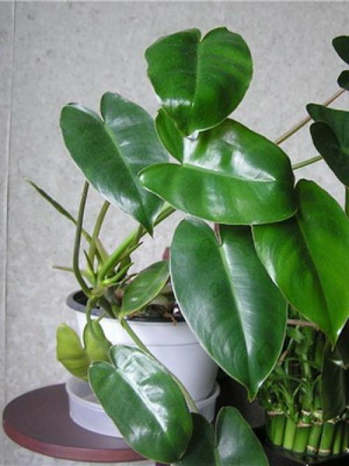 Вьющиеся комнатные растения: фото и названия 23