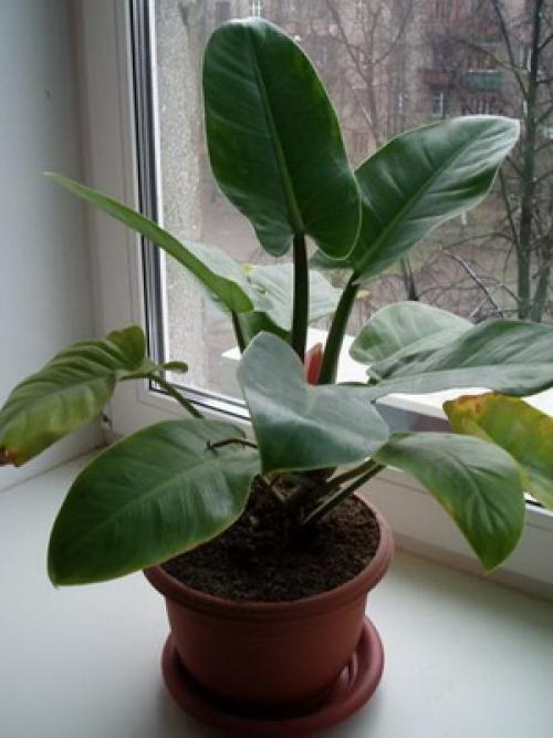 Вьющиеся комнатные растения: фото и названия 21