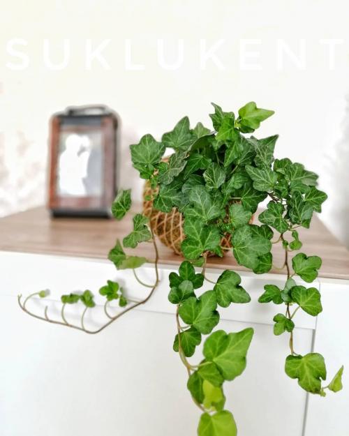 Ампельный. Ампельные растения –, что это 05 Ампельный. Ампельные растения –, что это 05