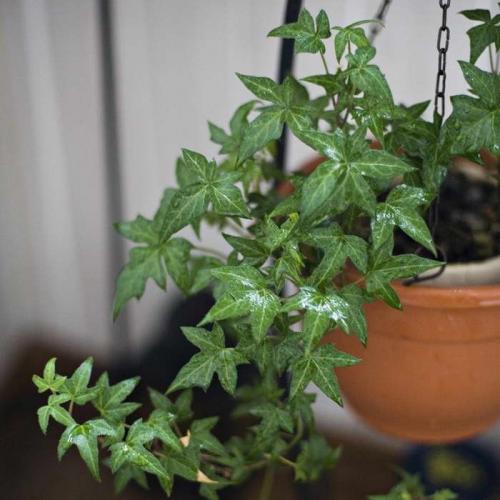 Название вьющиеся комнатные растения. Вьющиеся комнатные растения: применение в домашних условиях, на участке, в саду и в ландшафтном дизайне (130 фото)