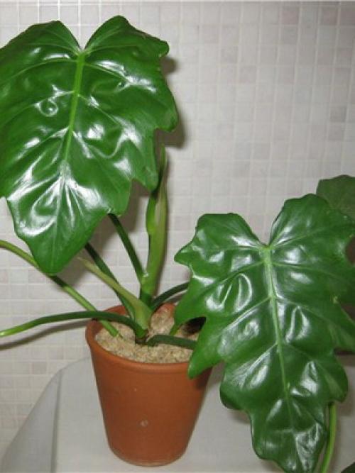 Вьющиеся комнатные растения: фото и названия 20