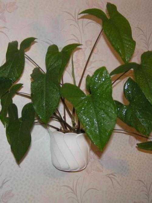 Вьющиеся комнатные растения: фото и названия 19