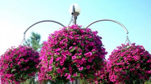 Петуния тайдал. (+25 фото) Петуния тайдал вейв