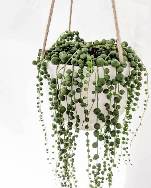 Ампельные растения с мелкими листьями. 15 Лучших вариантов вьющихся и ампельных комнатных растений 04