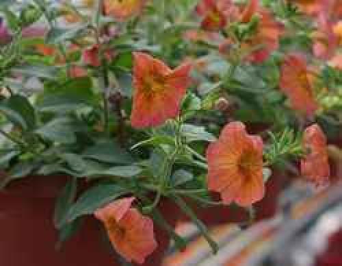 Отличительной особенностью внешнего вида лиан и ампельных растений являются. О лианах и ампельных растениях 01