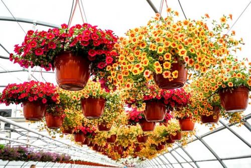Что такое ампельные растения. Ампельные цветы для кашпо: свисающее разнообразие форм и красок