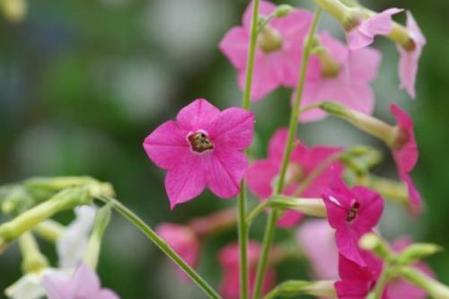 Ампельные многолетние цветы для балкона. Однолетники