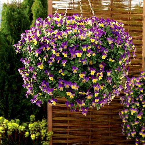 Что такое ампельные растения. Ампельные цветы для кашпо: свисающее разнообразие форм и красок