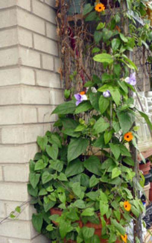 Морозостойкие вьющиеся растения для балкона. Вьющиеся растения для балкона