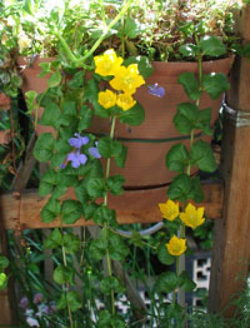 Морозостойкие вьющиеся растения для балкона. Вьющиеся растения для балкона