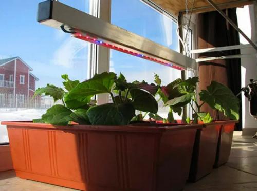 Растения для балкона зимой. Солнечный свет и искусственное освещение