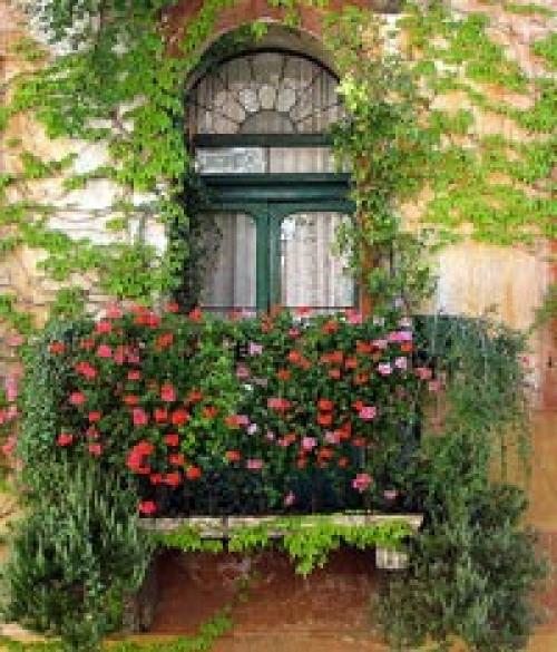 Морозостойкие вьющиеся растения для балкона. Вьющиеся растения для балкона