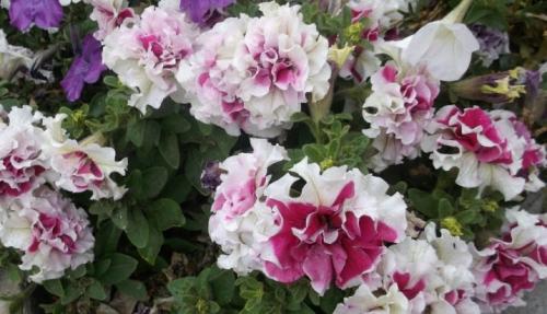 ЛУЧШИЕ сорта петунии СЕЗОНА 2022. Как сажать петунию на рассаду. Календарь посадки на 2022 год 11