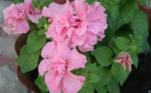 ЛУЧШИЕ сорта петунии СЕЗОНА 2022. Как сажать петунию на рассаду. Календарь посадки на 2022 год 09