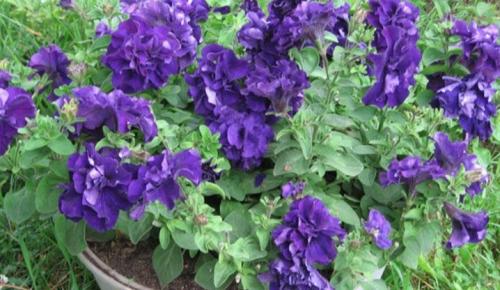 ЛУЧШИЕ сорта петунии СЕЗОНА 2022. Как сажать петунию на рассаду. Календарь посадки на 2022 год 10