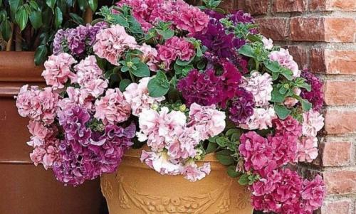 ЛУЧШИЕ сорта петунии СЕЗОНА 2022. Как сажать петунию на рассаду. Календарь посадки на 2022 год 07