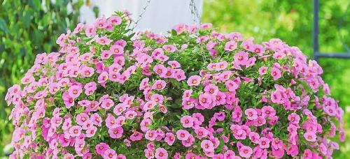 Петуния шапкой. Петунии: как добиться пышного цветения шариком