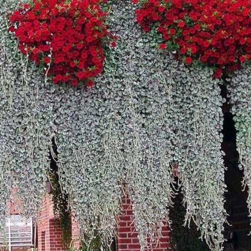 Ампельные многолетние цветы для балкона. Особенности выбора цветов для балкона