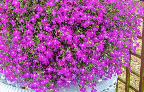Свисающие цветы названия. Ампельные цветы для кашпо – необычные решения