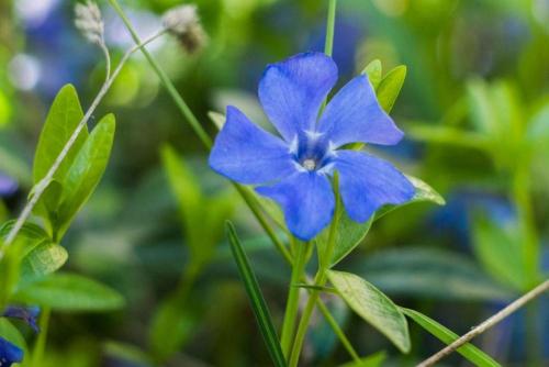 Барвинок тату черная вишня. Барвинок: 5 самых популярных видов и особенности ухода